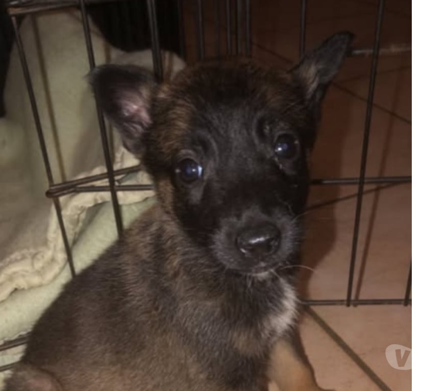 Don animaux Ardèche St Georges les Bains - 07800 - Photos Vivastreet Chien ADES à la réservation