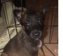 Chien ADES à la réservation