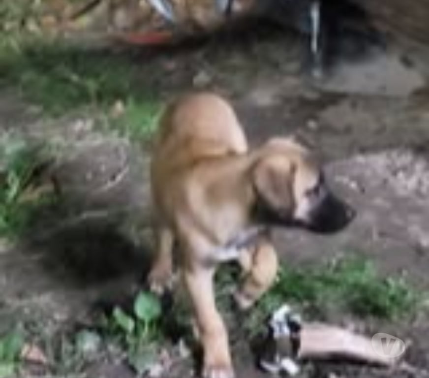 Don animaux Ardèche Meysse - 07400 - Photos Vivastreet Chien ATIS à l adoption