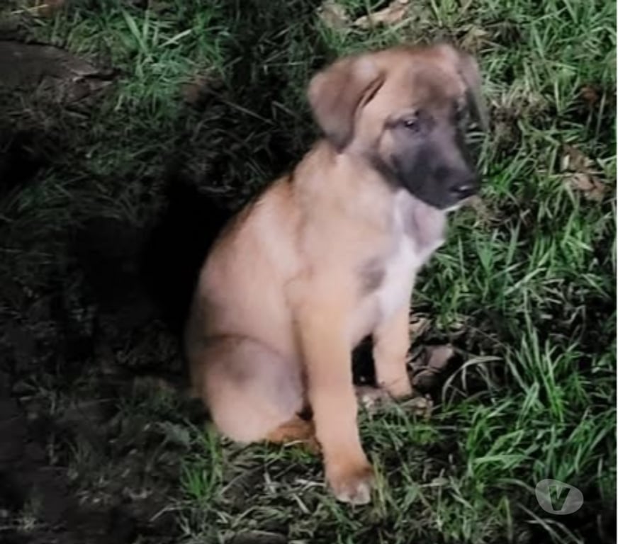 Don animaux Ardèche Meysse - 07400 - Photos Vivastreet Chien ATIS à l adoption