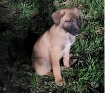 Chien ATIS à l adoption