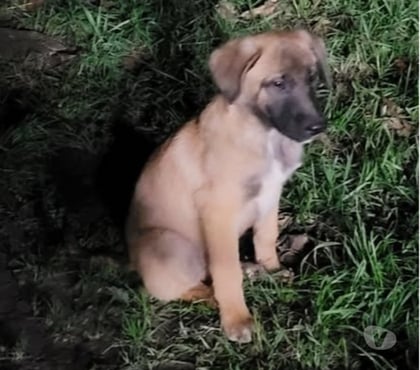 Adoption animaux Meysse Ardèche - Photos Vivastreet Chien ATIS à l adoption