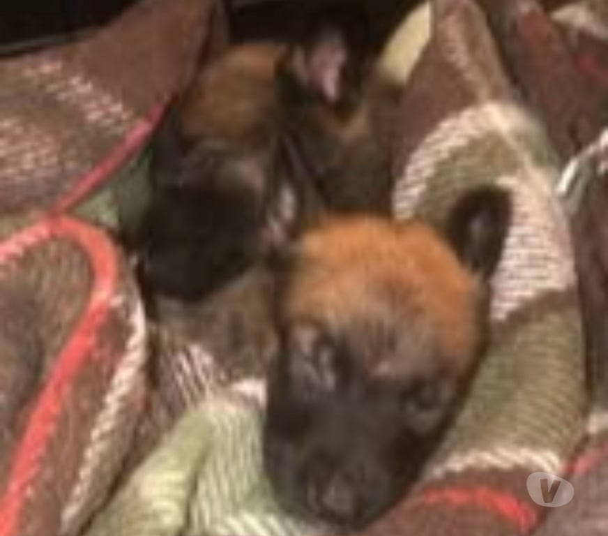 Don animaux Ardèche St Georges les Bains - 07800 - Photos Vivastreet Chien ALTO à la réservation