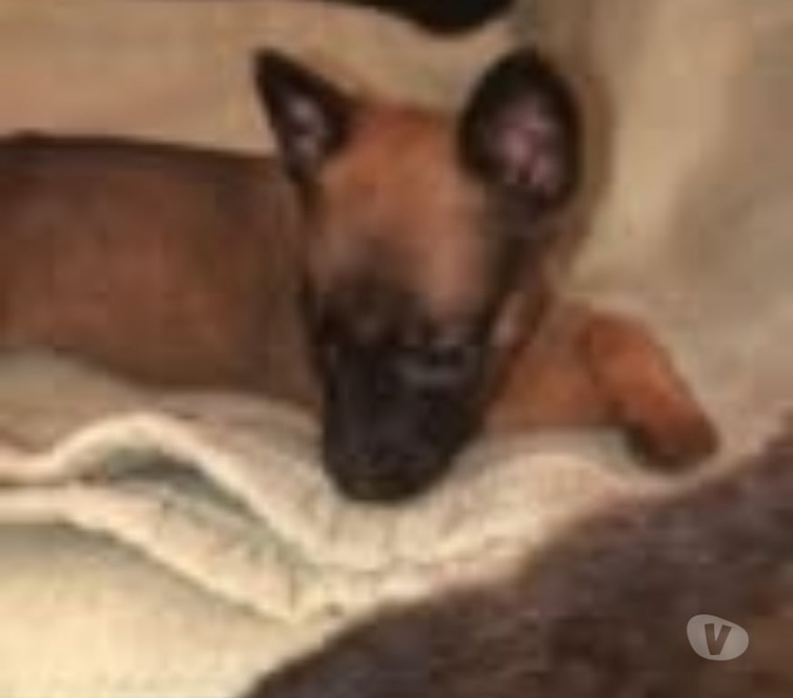 Don animaux Ardèche St Georges les Bains - 07800 - Photos Vivastreet Chien ALTO à la réservation