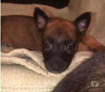 Chien ALTO à la réservation