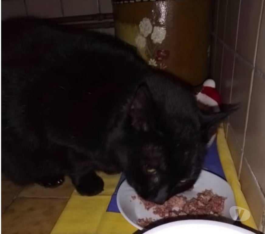 Don animaux Drôme Bourg les Valence - 26500 - Photos Vivastreet Chat MIMINE à l adoption