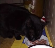 Chat MIMINE à l adoption