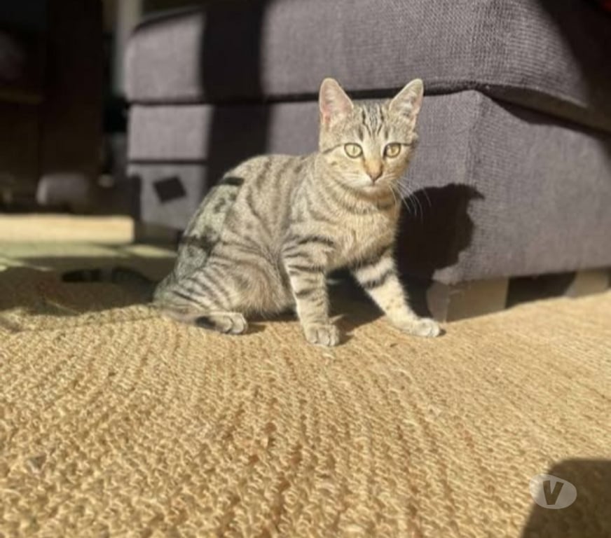 Don animaux Ardèche St Peray - 07130 - Photos Vivastreet Chat TIGRA à l adoption