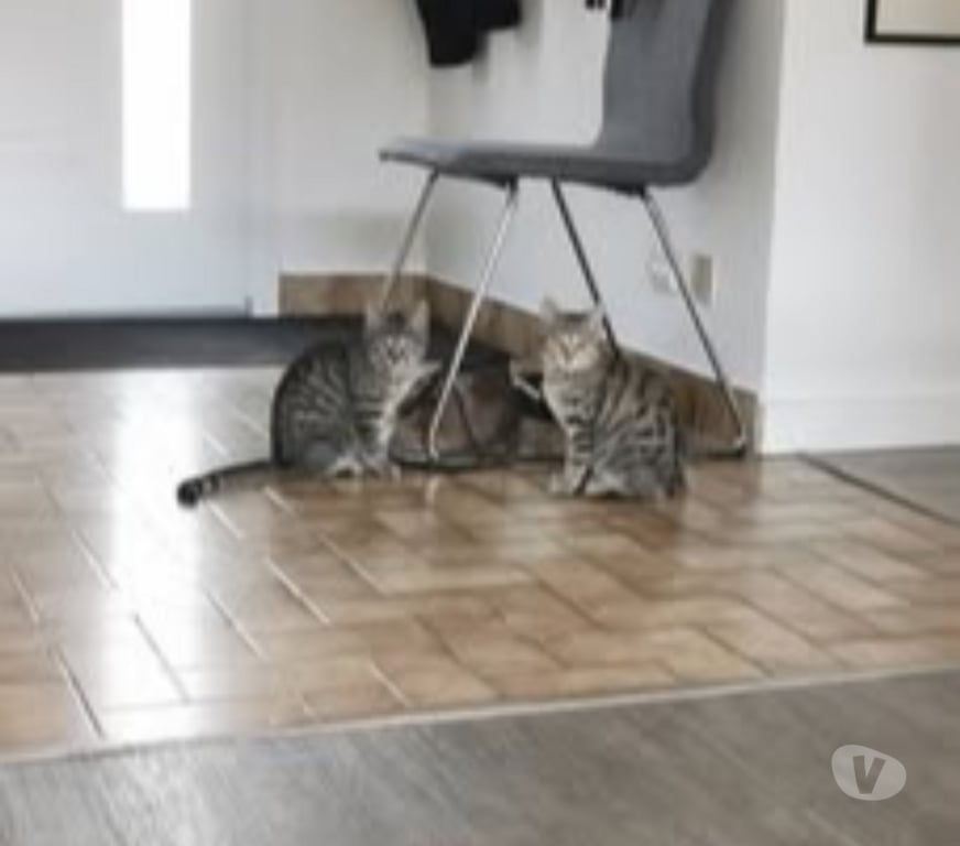 Don animaux Ardèche St Peray - 07130 - Photos Vivastreet Chat TIGRA à l adoption