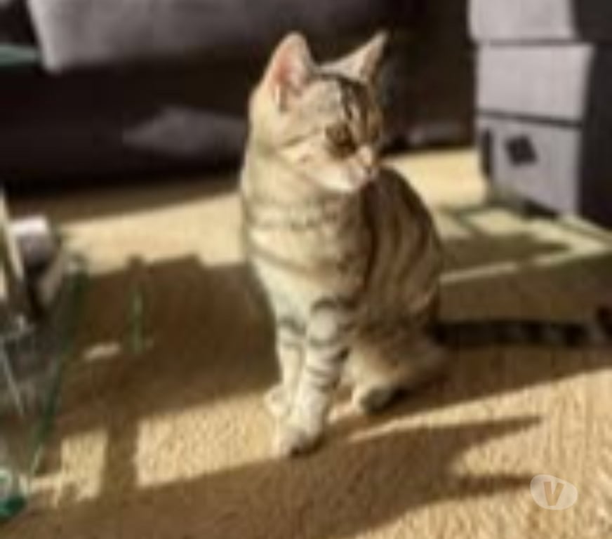 Don animaux Ardèche St Peray - 07130 - Photos Vivastreet Chat TIGRA à l adoption