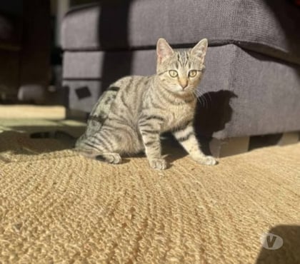 Don animaux St Peray Ardèche - Photos Vivastreet Chat TIGRA à l adoption
