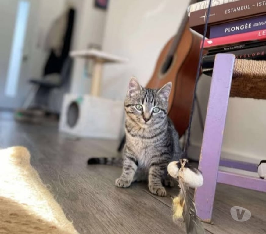 Don animaux Ardèche St Peray - 07130 - Photos Vivastreet Chat NYM à l adoption