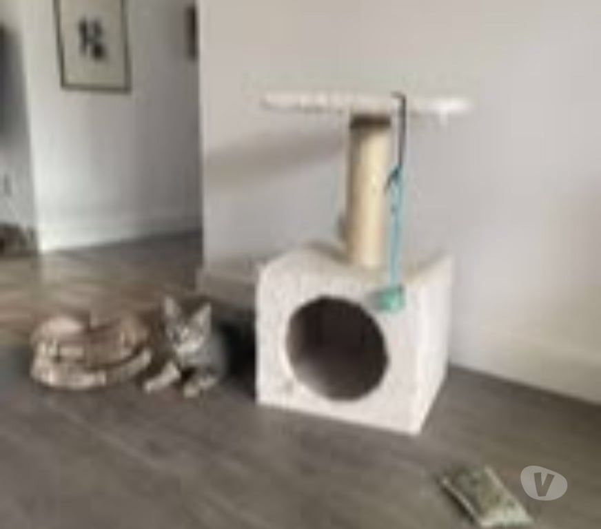 Don animaux Ardèche St Peray - 07130 - Photos Vivastreet Chat NYM à l adoption