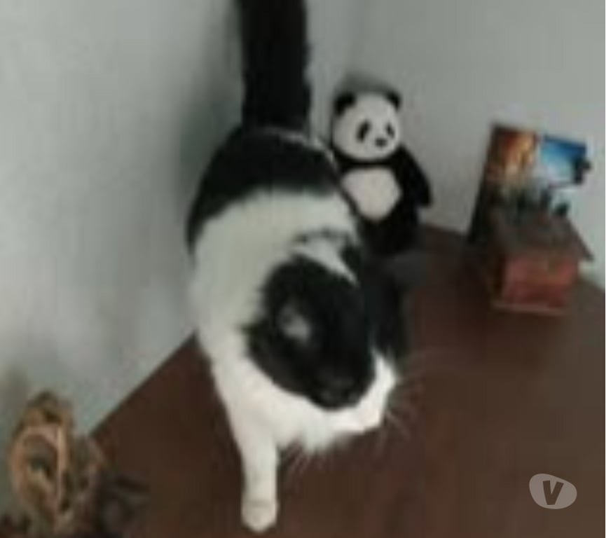 Don animaux Drôme Chateauneuf de Galaure - 26330 - Photos Vivastreet Chat DUCHESSE à l adoption