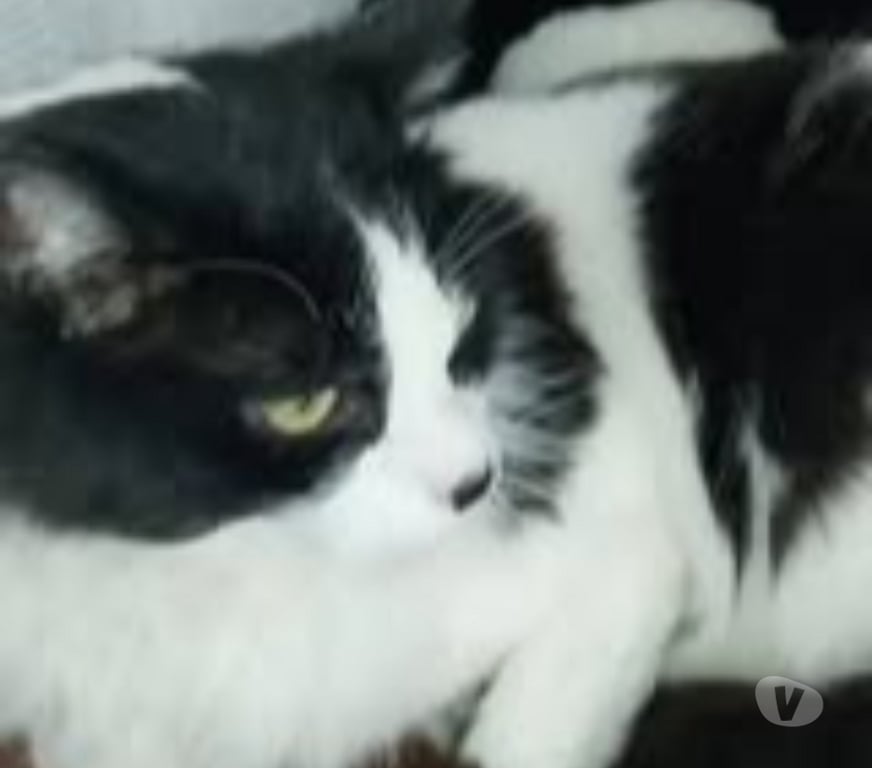 Don animaux Drôme Chateauneuf de Galaure - 26330 - Photos Vivastreet Chat DUCHESSE à l adoption