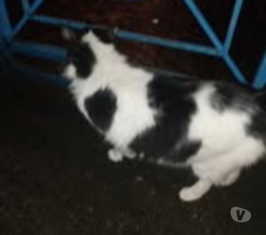 Don animaux Drôme Chateauneuf de Galaure - 26330 - Photos Vivastreet Chat DUCHESSE à l adoption