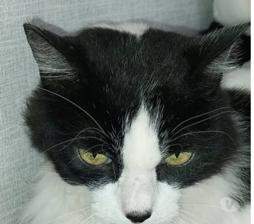 Don animaux Drôme Chateauneuf de Galaure - 26330 - Photos Vivastreet Chat DUCHESSE à l adoption