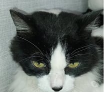 Chat DUCHESSE à l adoption