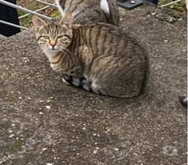 Chat GRISOUILLE à l adoption