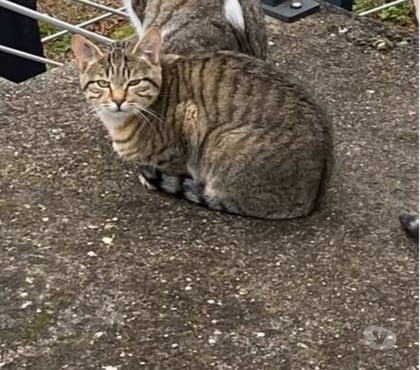Don animaux St Marcellin Isère - Photos Vivastreet Chat GRISOUILLE à l adoption