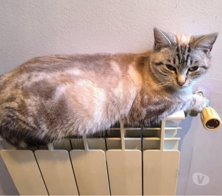 Don animaux Gard St Paulet de Caisson - 30130 - Photos Vivastreet Chat BIANCA à l adoption