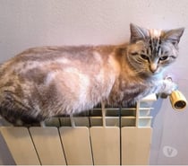 Chat BIANCA à l adoption