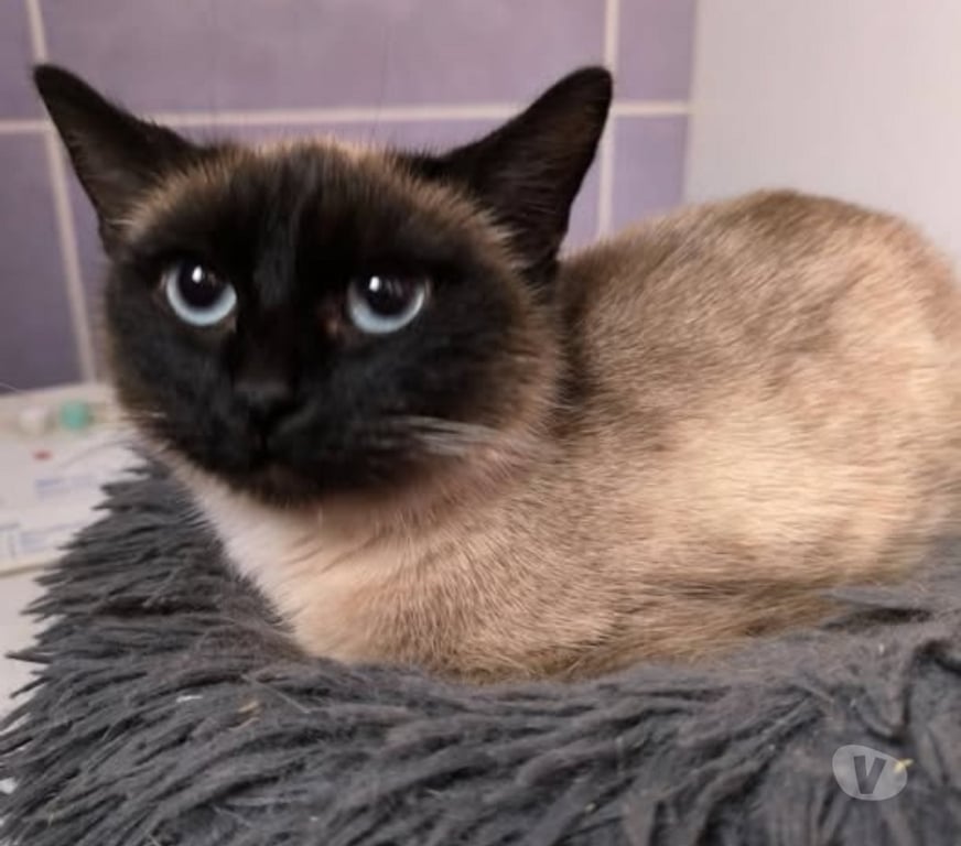 Don animaux Gard St Paulet de Caisson - 30130 - Photos Vivastreet Chat CANDICE à l adoption