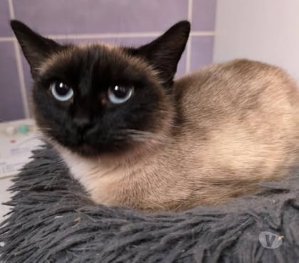 Don animaux St Paulet de Caisson Gard - Photos Vivastreet Chat CANDICE à l adoption