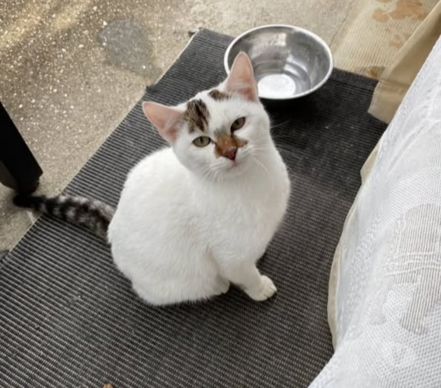 Don animaux Isère St Marcellin - 38160 - Photos Vivastreet Chat FLOCON à l adoption