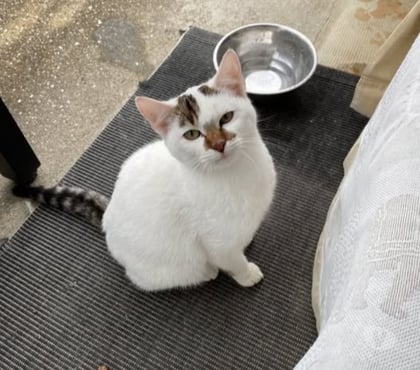 Don animaux St Marcellin Isère - Photos Vivastreet Chat FLOCON à l adoption