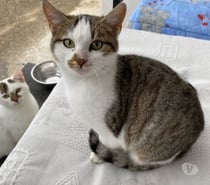 Chat PRINCESSE à l adoption