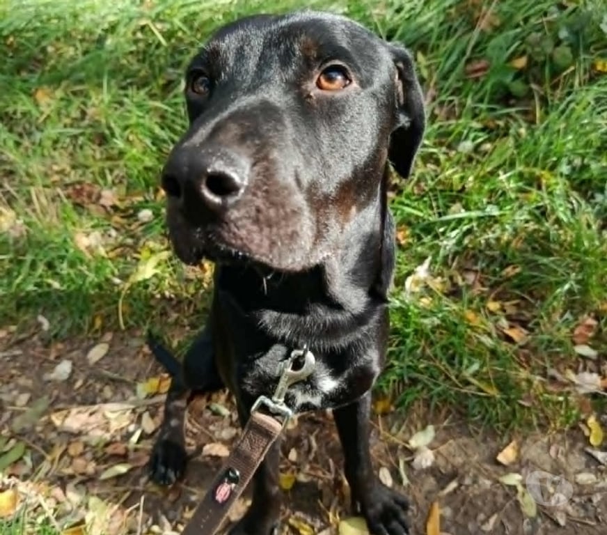 Don animaux Drôme Valence - 26000 - Photos Vivastreet Chien HADES à l adoption