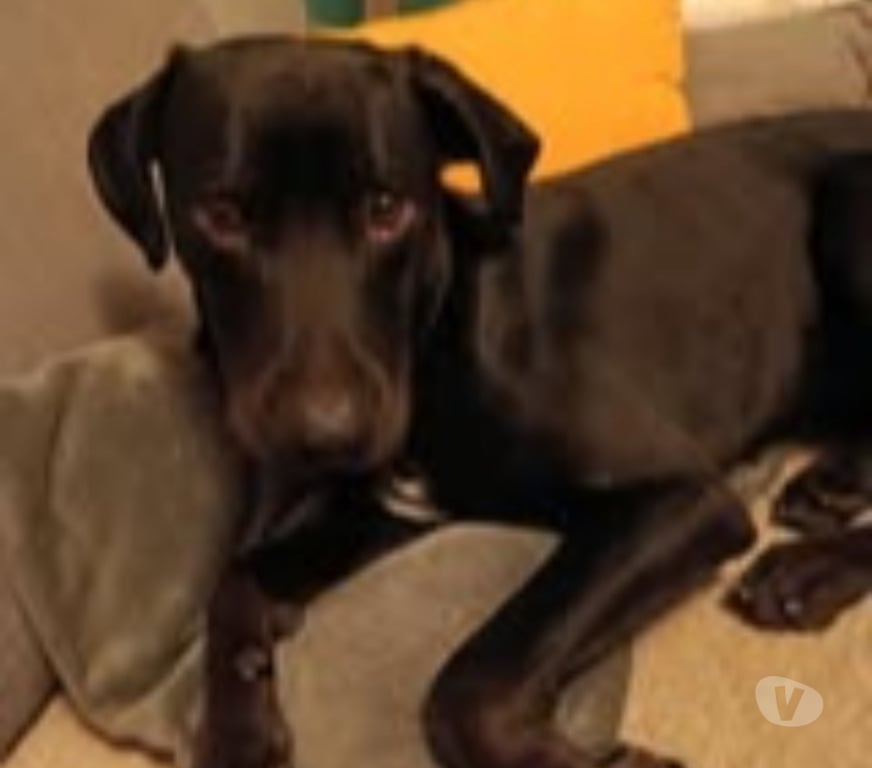 Don animaux Drôme Valence - 26000 - Photos Vivastreet Chien HADES à l adoption