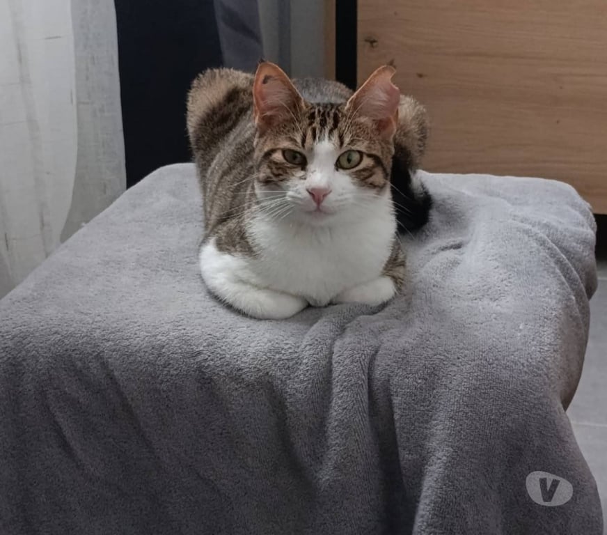 Don animaux Drôme Montelimar - 26200 - Photos Vivastreet Chat BELLA à l adoption