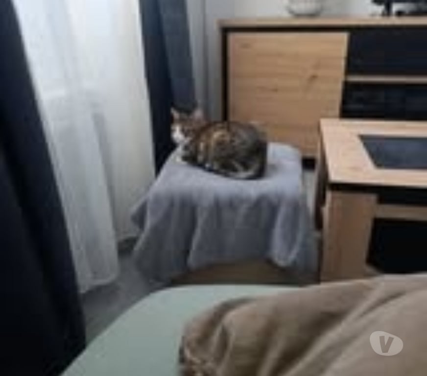 Don animaux Drôme Montelimar - 26200 - Photos Vivastreet Chat BELLA à l adoption