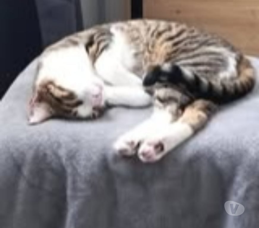 Don animaux Drôme Montelimar - 26200 - Photos Vivastreet Chat BELLA à l adoption