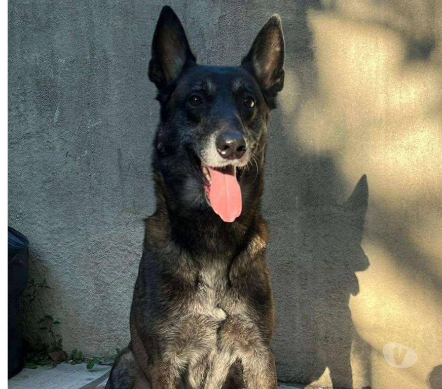 Don animaux Hérault Beziers - 34500 - Photos Vivastreet Chien RICO à l adoption