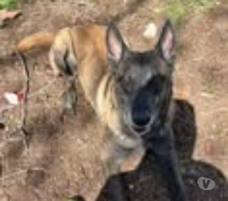 Don animaux Hérault Beziers - 34500 - Photos Vivastreet Chien RICO à l adoption