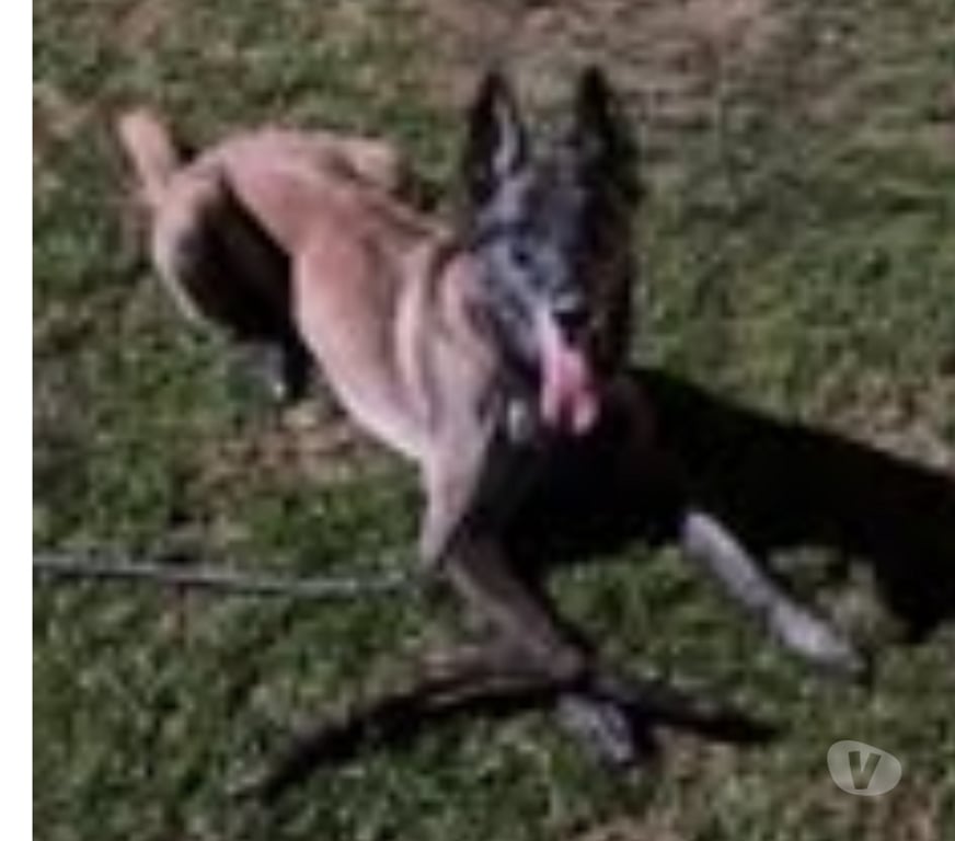 Don animaux Hérault Beziers - 34500 - Photos Vivastreet Chien RICO à l adoption