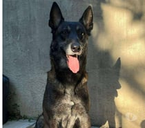 Chien RICO à l adoption