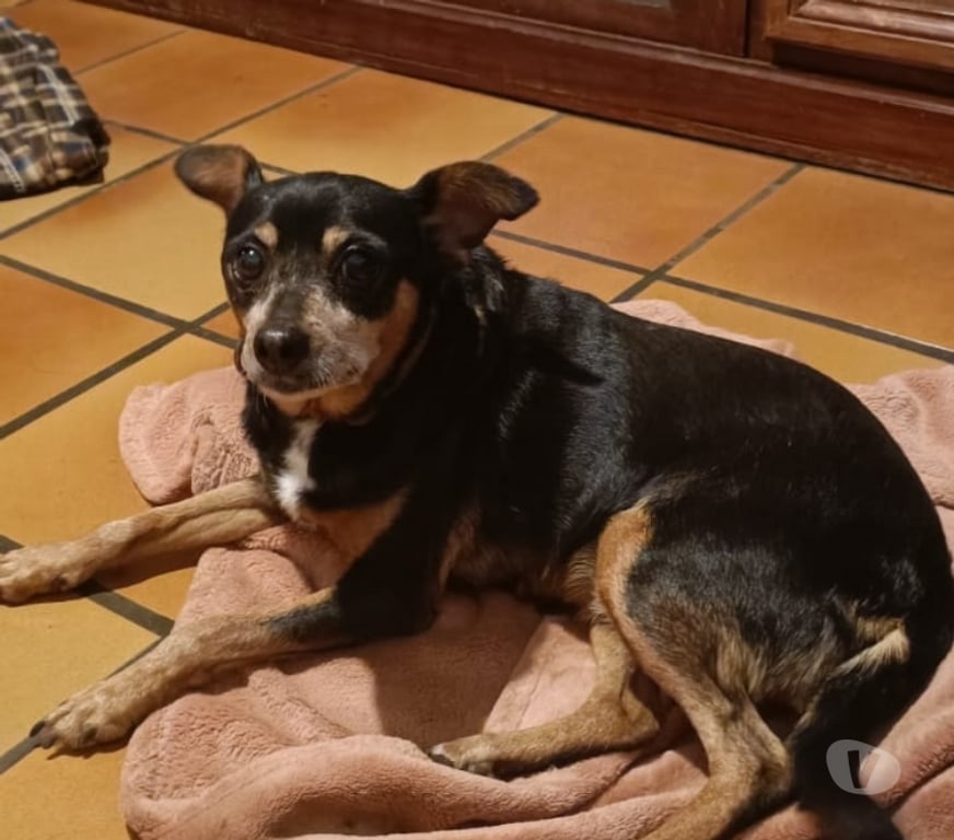 Vente Vendée Bois de Cene - 85710 - Photos Vivastreet Daisy croisé pincher