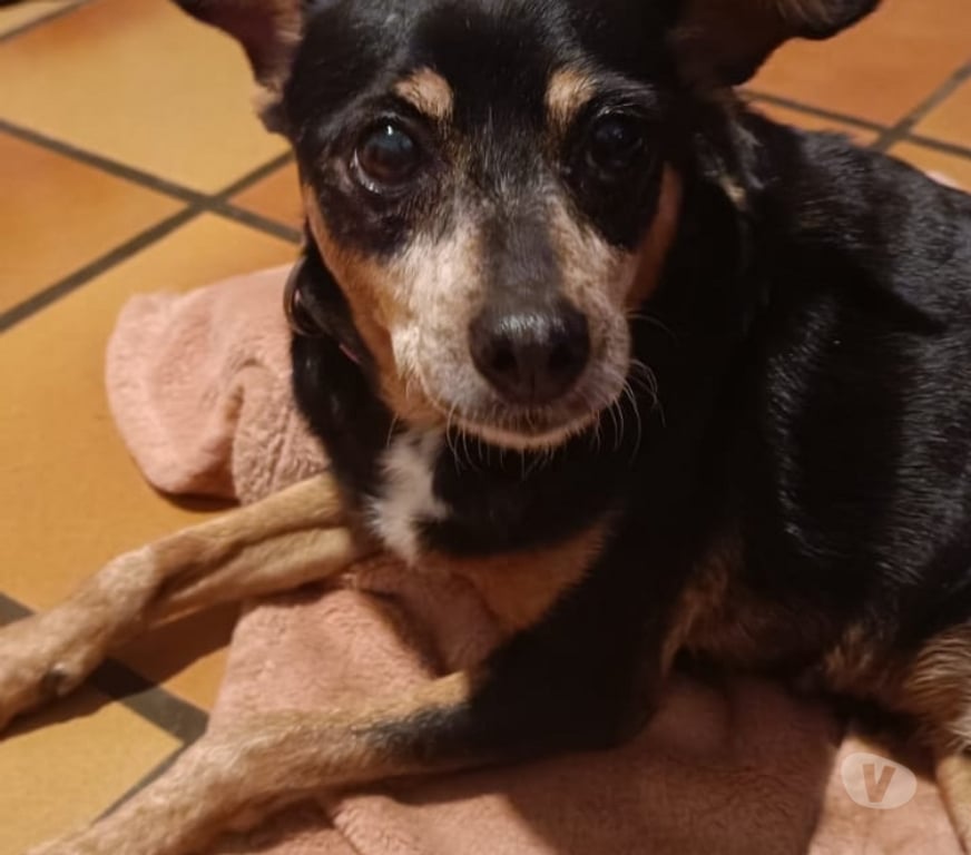 Vente Vendée Bois de Cene - 85710 - Photos Vivastreet Daisy croisé pincher