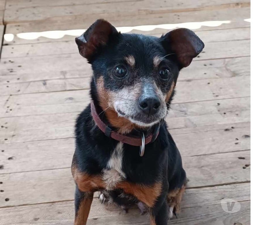 Vente Vendée Bois de Cene - 85710 - Photos Vivastreet Daisy croisé pincher