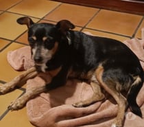 Daisy croisé pincher