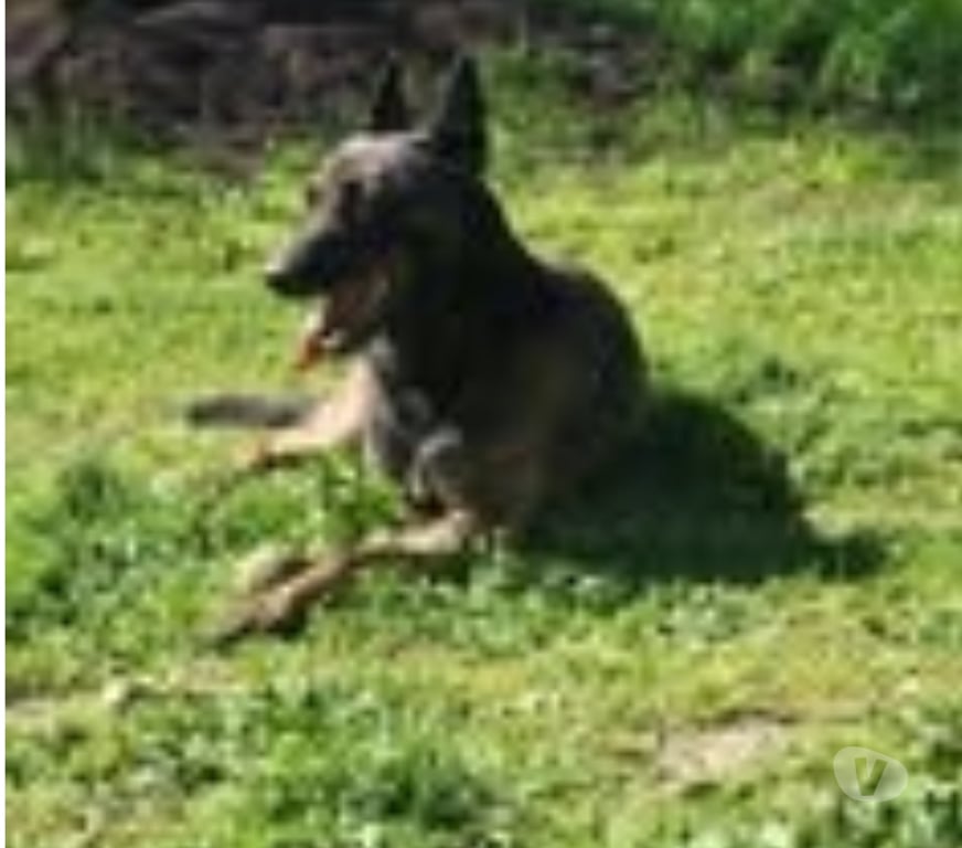 Don animaux Drôme Epinouze - 26210 - Photos Vivastreet Chien ORCA à l adoption