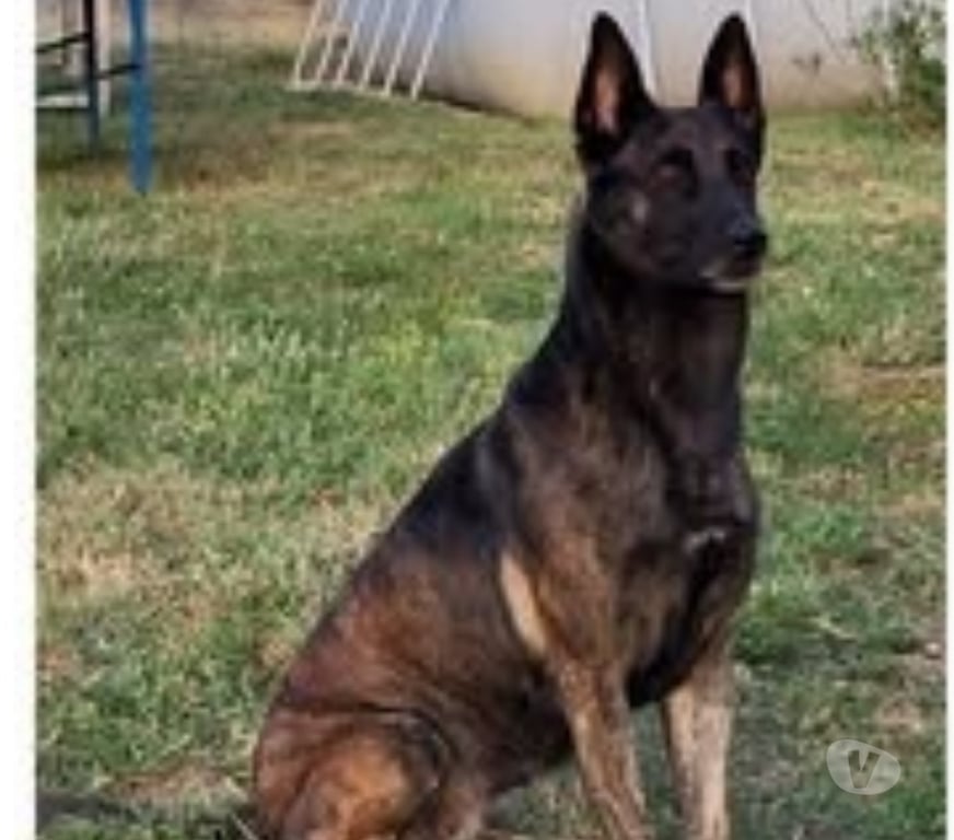 Don animaux Drôme Epinouze - 26210 - Photos Vivastreet Chien ORCA à l adoption