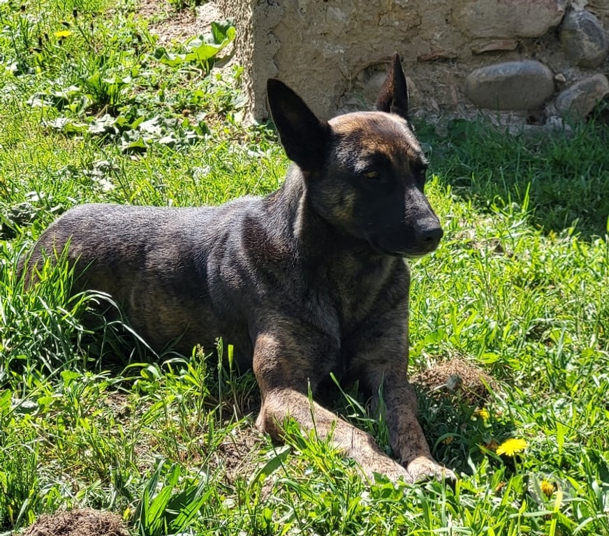 Don animaux Drôme Epinouze - 26210 - Photos Vivastreet Chien ORCA à l adoption