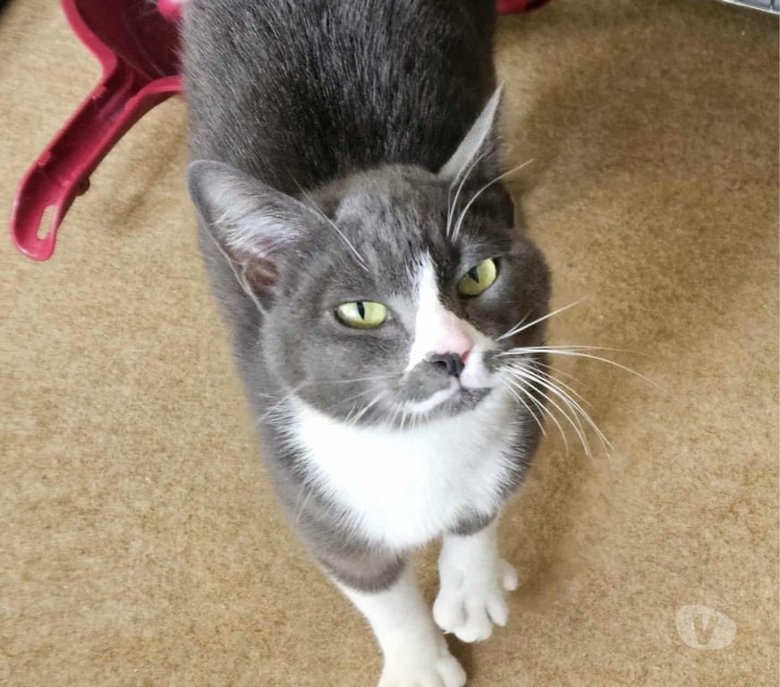 Vente Vendée Bois de Cene - 85710 - Photos Vivastreet Mijota chatte adulte