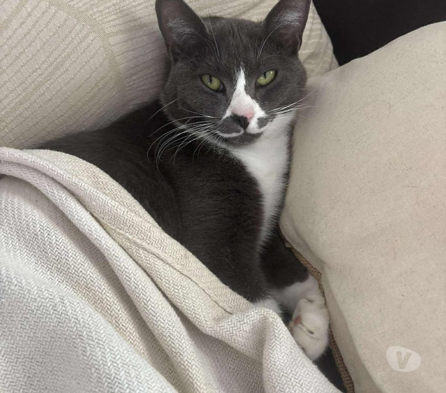 Vente Vendée Bois de Cene - 85710 - Photos Vivastreet Mijota chatte adulte