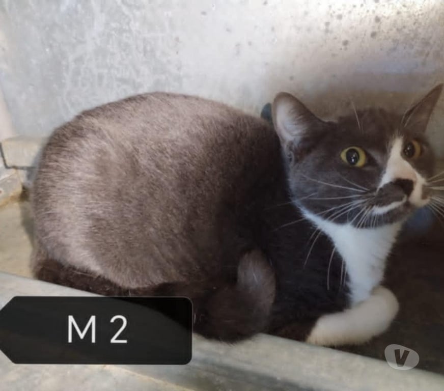 Vente Vendée Bois de Cene - 85710 - Photos Vivastreet Mijota chatte adulte